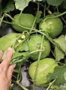 蔬菜種子種植戶客戶點評-瓜商喜歡、消費者喜歡，這個品種就好銷售！