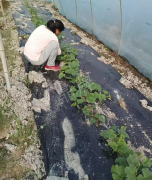 蔬菜種子種植戶客戶點評-我想要一個抗高溫又品質優(yōu)良的甜瓜品種，終于找到了！