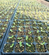 蔬菜種子種植戶客戶點評-高溫+病毒，雙重暴擊！今年種植這個品種能賺錢嗎？